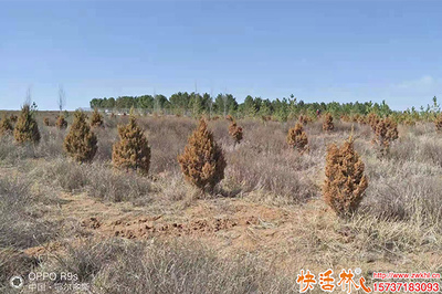 柏樹養(yǎng)護恢復(fù)慢怎么辦？優(yōu)化管理策略與生根劑選擇指南