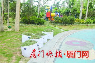 廈門出臺綠化垃圾管理辦法 枯枝斷樹優(yōu)先考慮景觀與木材應用，推動綠色管理升級