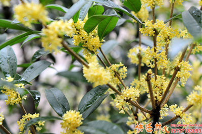 桂花樹生根與養(yǎng)護(hù)全攻略 科學(xué)使用生根粉，助力綠植茁壯成長(zhǎng)